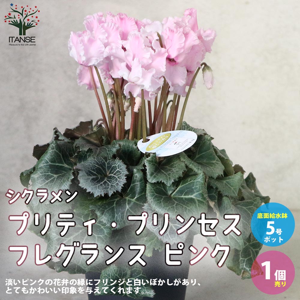 �ڥݥ����2�ܡ��ޥ饽����֡ۥ������� �ץ�ƥ� �ץ�󥻥� �ե쥰��� �ԥ� ���� ���ֳ�5�� ���̵��ȭ 1����� �������� ������ӥХ� �ե�...