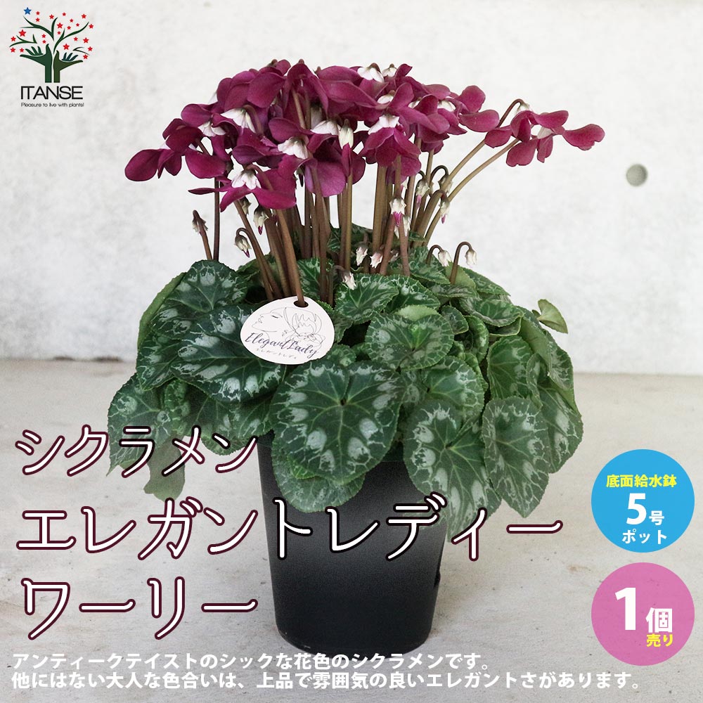 【マラソン★P5倍】シクラメン エレガントレディー ワーリー 花苗 開花株5号 底面給水鉢 1個売り シクラメン カガリビバナ フラワー サクラソウ科 シクラメン属 開花株 ガーデンシクラメン 多年草 Cyclamen persicum 送料無料 即納