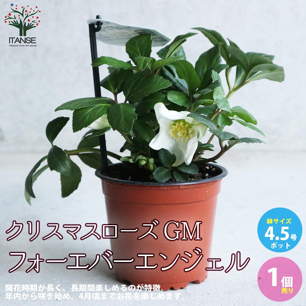 【送料無料】クリスマスローズGM フォーエバーエンジェル【花苗 4.5号鉢／1個売り】クリスマスローズ苗 キンボウゲ ヘレボルス 多花性 カラーリーフ 生け垣 生垣 庭木 植木 花木 花壇のサムネイル