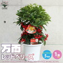 【P2倍★マラソン期間中】万両 洋種万両 レッドベリーズ【庭木 5号鉢/1個売り】万両苗 万両の苗 縁起木 縁起物 庭木 植木 花木 正月 観賞用 観賞価値 実...