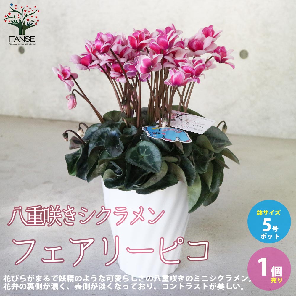 【P2倍★BF期間中】八重咲きシクラメンフェアリーピコ【花苗 5号／1個売り】シクラメン カガリビバナ フラワー サクラソウ科 シクラメン属 開花株 ガーデンシクラメン 多年草 Cyclamen persicumのサムネイル