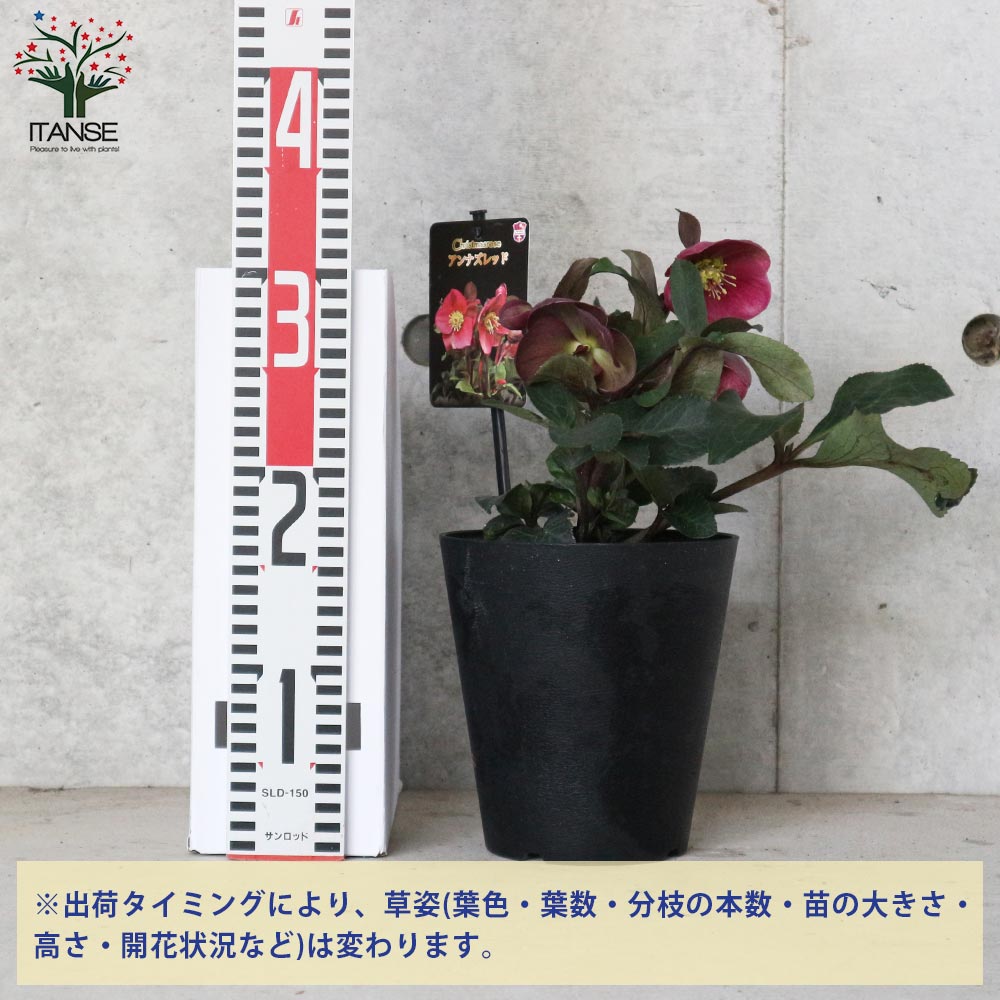 【送料無料】クリスマスローズアンナズレッド 花苗 5号ポット苗 1個売り クリスマ...