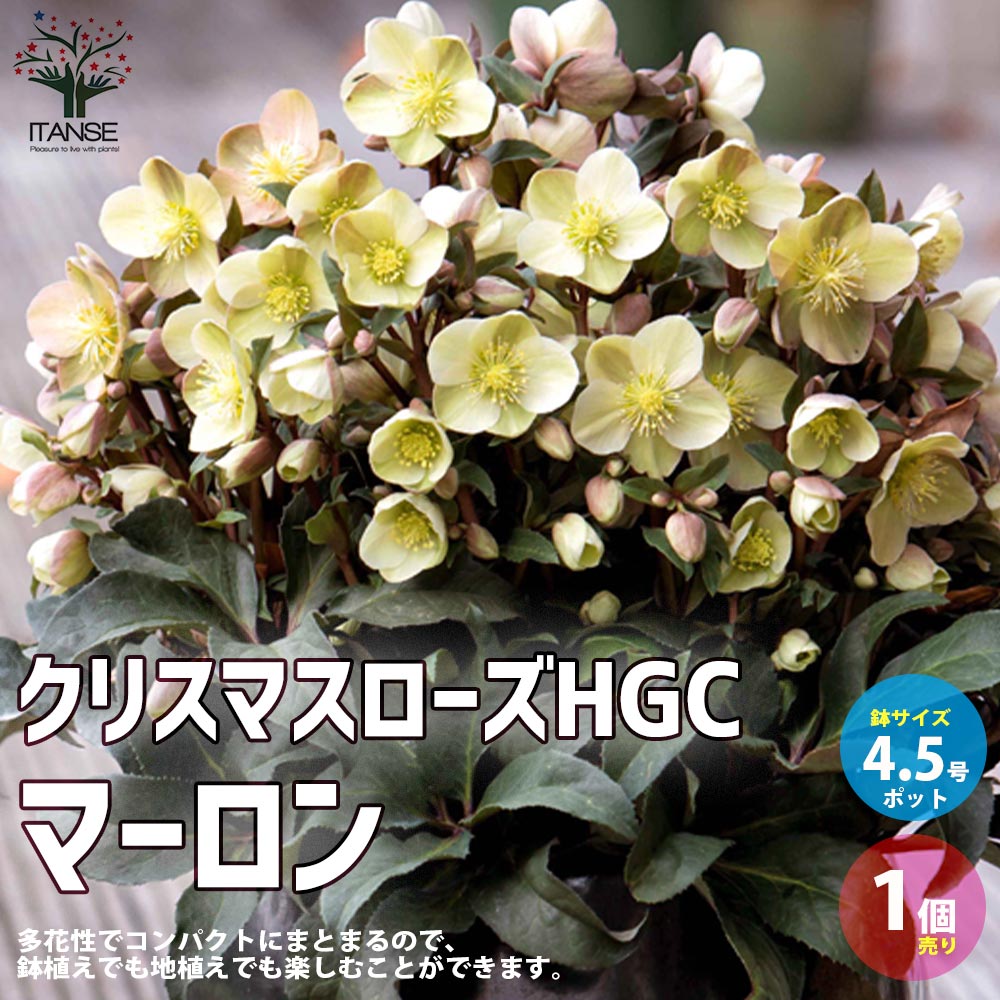 楽天市場】クリスマスローズ 販売(開花時期夏)の通販 楽天市場】クリスマスローズ 販売(開花時期夏)の通販