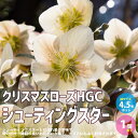 【マラソン期間★ポイント5倍】クリスマスローズシューティングスター 花苗 4.5号 1個売り クリスマスローズ苗 キンボウゲ ヘレボルス 多花性 カラーリーフ ...