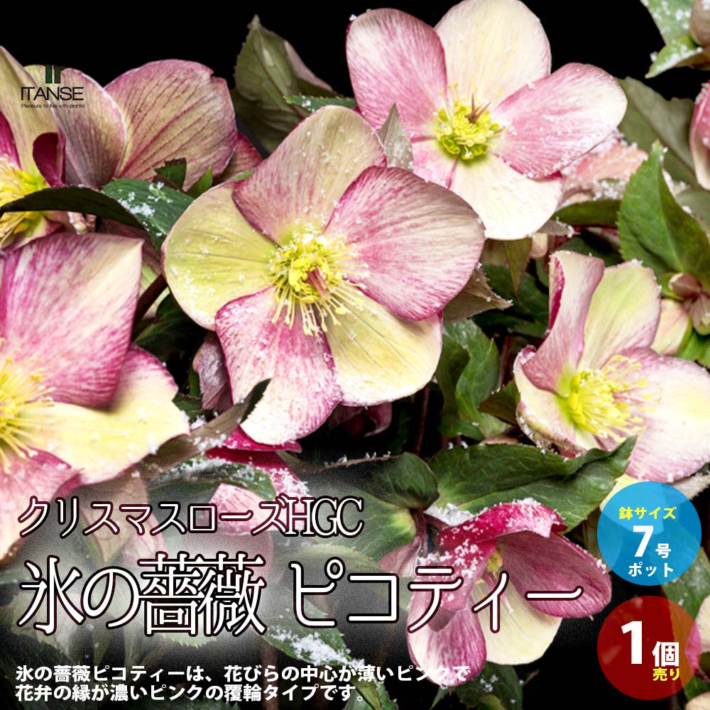 【送料無料】クリスマスローズHGC IceN'roses 氷の薔薇 ピコティー【花苗 7号ポット大苗／1個売り】クリスマスローズ苗 キンボウゲ ヘレボルス 多花性 カラーリーフ 生け垣 生垣 庭木 植木 花木 花壇