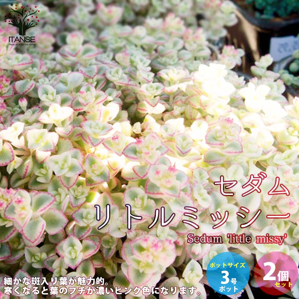 【送料無料】セダム・リトルミッシー 3号ポット苗 【花苗 多肉植物/グランドカバー3号ポット苗／お買い得2個セット】セダム 観葉植物 リビング オフィス 事務所 インテリアのサムネイル