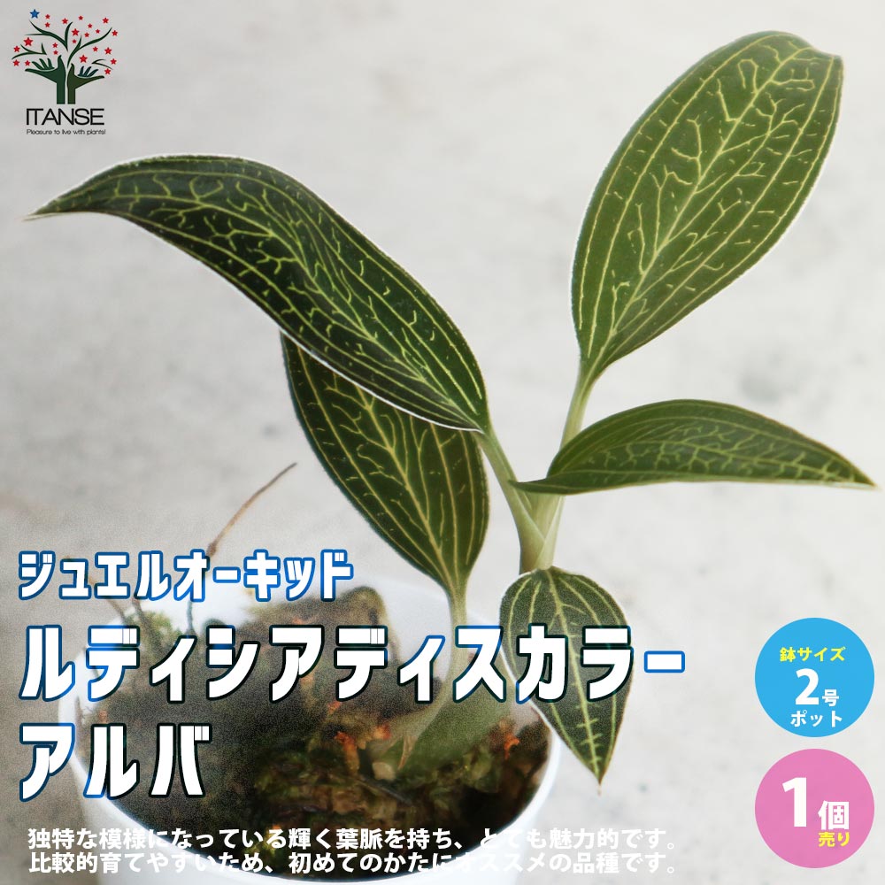 【送料無料】ルディシア ディスカラー アルバ(ジュエルオーキッド)【花苗 ラン小型 2号プラスチック鉢／1個売り】リビング オフィス 事務所 インテリア 大型 おしゃれ オシャレ 育てやすい