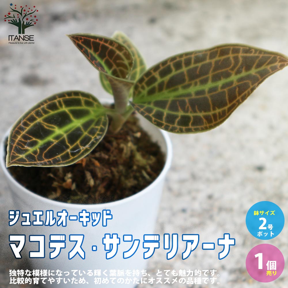 【マラソン★P5倍】マコデス サンデリアーナ ( ジュエルオーキッド ) 花苗 ラン小型 2号プラスチック鉢 1個売り リビング オフィス 事務所 インテリア 大型 おしゃれ オシャレ 育てやすい 送料無料 即納