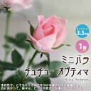 【ポイント2倍★マラソン期間】ミニ薔薇チュチュ オプティマ 花苗 薔薇苗3.5号鉢 1個売り バラ苗 バラの苗 薔薇の苗 花苗 花の苗 ローズガーデン イングリ...