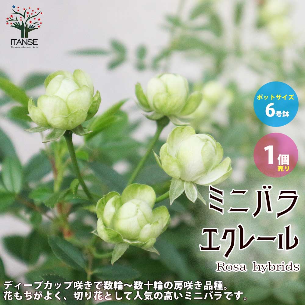 バラ 鉢植え 【送料無料】ミニ薔薇エクレール【花苗 6号鉢大苗／1個売り】バラ苗 バラの苗 薔薇苗 薔薇の苗 花苗 花の苗 ローズガーデン イングリッシュガーデン rose バラ園 フラワーガーデン