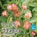 【マラソン中★ポイントUP】ミニ薔薇ラディッシュ【花苗 6号鉢大苗／1個売り】バラ苗 バラの苗 薔薇苗 薔薇の苗 花苗 花の苗 ローズガーデン イングリッシュガーデン rose バラ園 フラワーガーデン