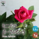 【ポイント2倍★マラソン期間】ミニ薔薇パープルピンク 花苗 3.5号 1個売り バラ苗 バラの苗 薔薇苗 薔薇の苗 花苗 花の苗 ローズガーデン イングリッシュ...