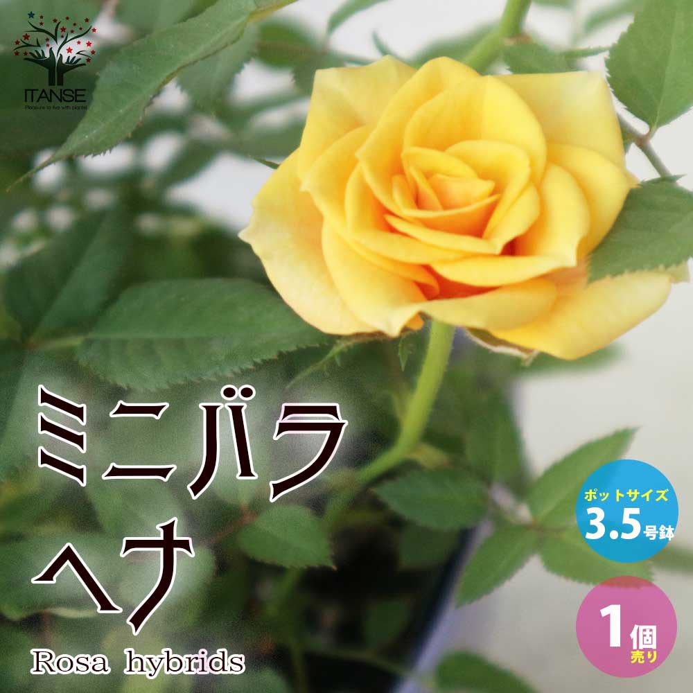 【送料無料】ミニ薔薇ヘナ【花苗 3.5号鉢／1個売り】バラ苗 バラの苗 薔薇苗 薔薇の苗 花苗 花の苗 ローズガーデン イングリッシュガーデン rose バラ園 フラワーガーデン