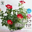 【P2倍★マラソン期間中】ミニ薔薇リトルアーチスト【花苗 花木/ミニバラ3.5号鉢/1個売り】バラ苗 バラの苗 薔薇苗 薔薇の苗 花苗 花の苗 ローズガーデン ...