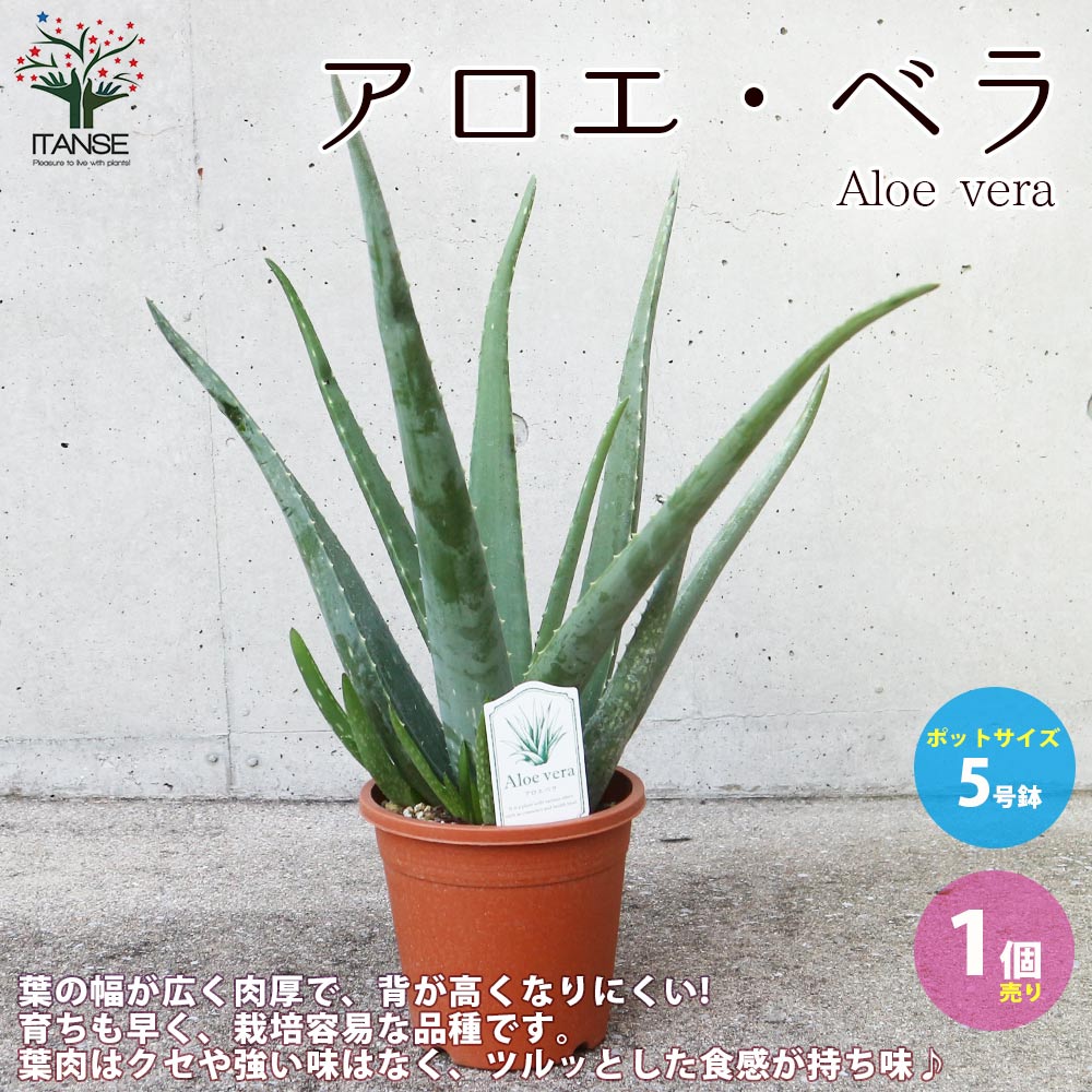 【送料無料】アロエ・ベラ【ハーブの苗 多肉植物苗5号鉢苗／1個売り】あろえ 食用 肉厚 葉肉 herb ハーブ ハーブ苗 多肉植物 ガーデニングのサムネイル