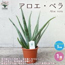 アロエ・ベラ【ハーブの苗 多肉植物苗5号鉢苗／1個売り】あろ