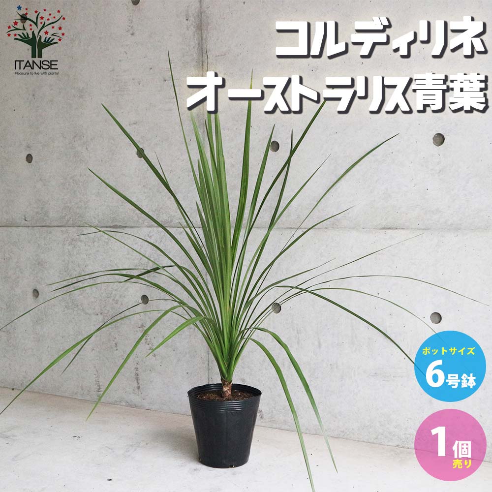 楽天市場】ニオイシュロラン(植木|ガーデニング・農業):花 楽天市場】ニオイシュロラン(植木|ガーデニング・農業):花