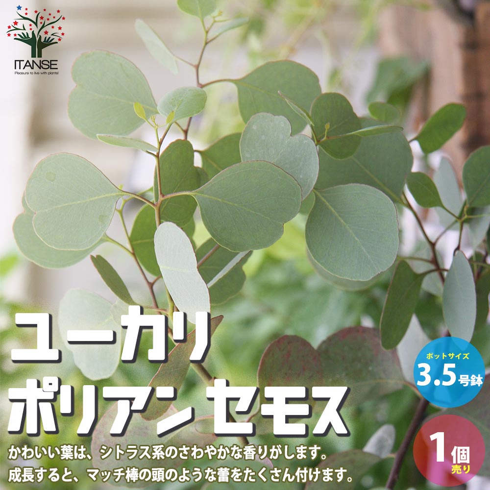 【エントリーでP5倍】ユーカリ ポリアンセモス 【庭木 植木/花木3.5号ポット苗／1個売り】ユーカリ ユーカリの苗 ユーカリの苗木 グニー グニユーカリ グニーユーカリ 庭木のサムネイル