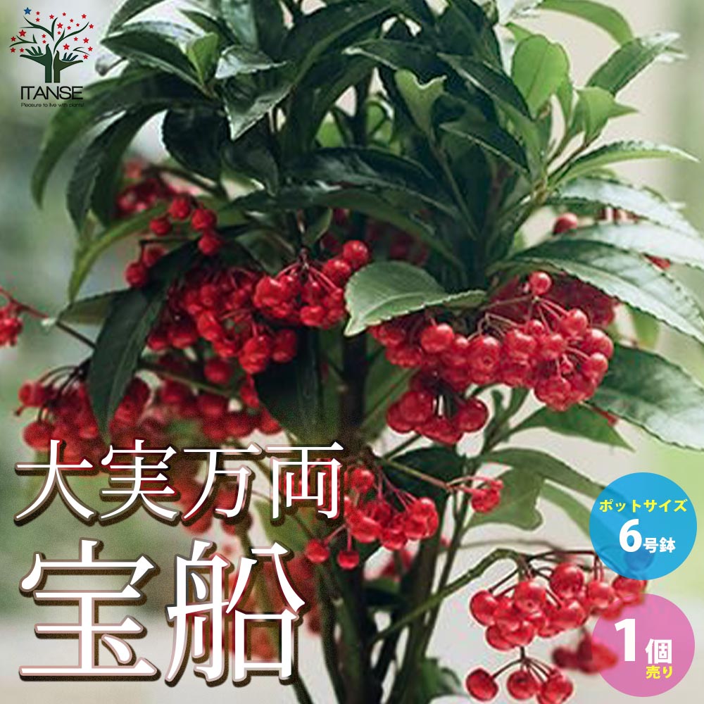 【マラソン中★ポイントUP】大実万両宝船【庭木 6号鉢／1個売り】庭木 植木 花木 正月 観賞用 観賞価値 おしゃれ オシャレ 人気品種 家庭菜園 縁起木 縁起物 庭木 植木 花木 正月 インテリア