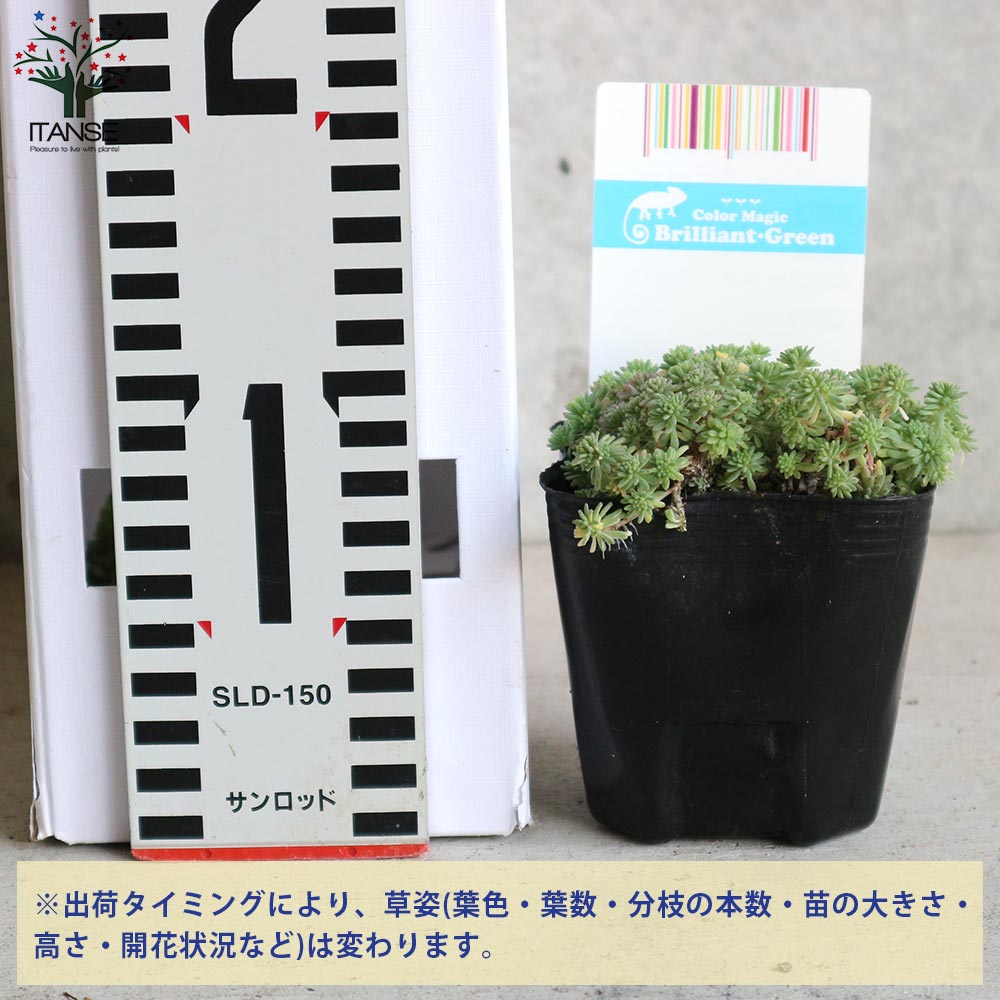【送料無料】セダム 斑入りパリダム 多肉植物 グランドカバー3号ポット苗 セダム ...