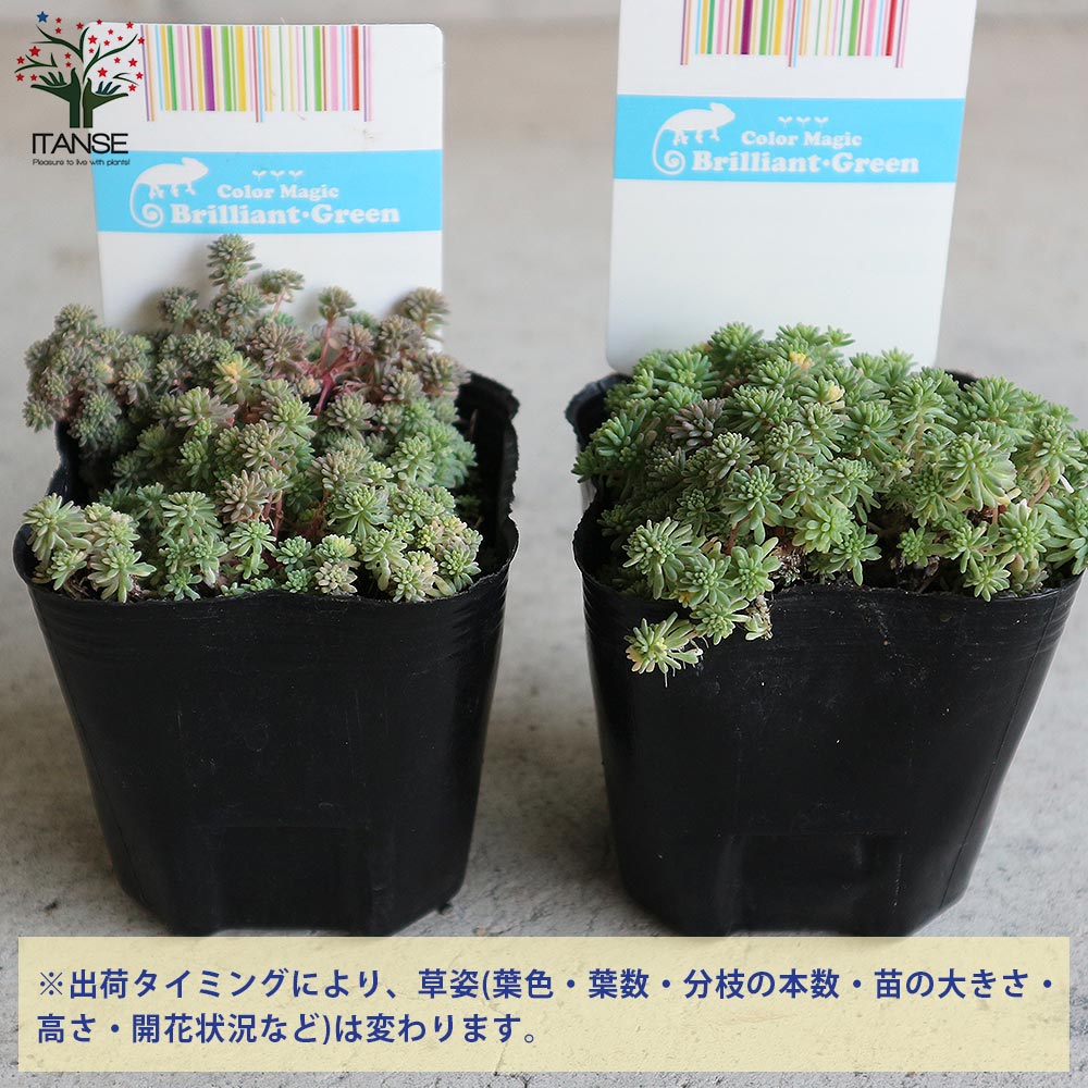 【送料無料】セダム 斑入りパリダム 多肉植物 グランドカバー3号ポット苗 セダム ...