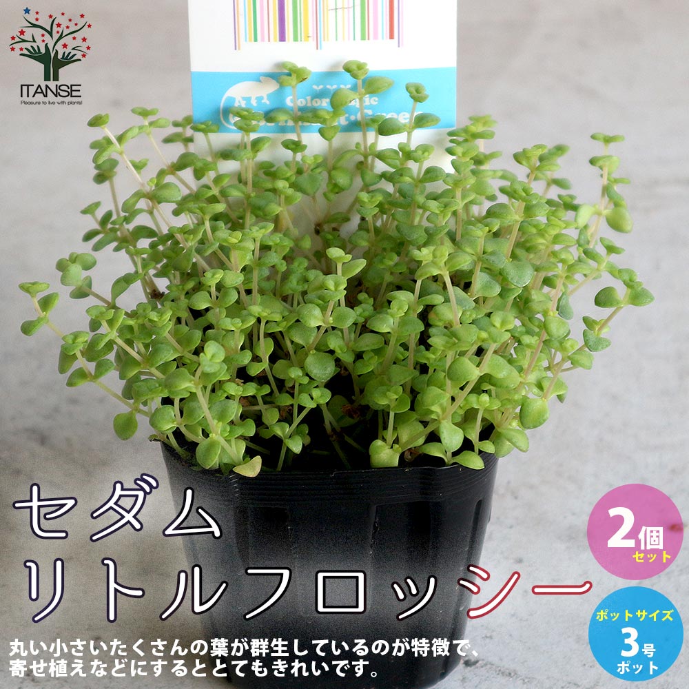 【エントリーでP5倍】セダム・リトルフロッシー 【多肉植物 グランドカバー3号ポット苗／お買い得2個セット】セダム グランドカバー 多肉植物 観葉植物 リビング オフィス 事務所 インテリアのサムネイル