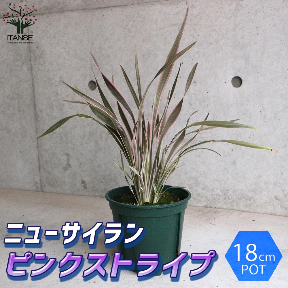 【送料無料】ニューサイラン・ピンクストライプ【観葉植物 カラーリーフ6号鉢／1個売り】ニューサイラン 入才蘭 オーナメンタルプランツ 多年草 園芸品種 カラーリーフ 苗木 花木 庭木 植木 庭木 ガーデニング シンボルツリーのサムネイル