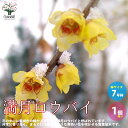 【P2倍★マラソン期間中】満月ロウバイ【庭木 7号鉢大苗/1個売り】蝋梅 雪中の四花 ロウバイ苗 ロウバイの苗 ロウバイ苗木 蝋梅の苗 蝋梅の苗木