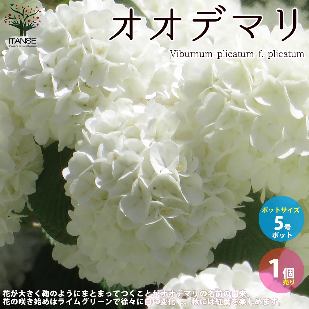 【送料無料】オオデマリ（大手毬）【庭木 庭園花木 5号ポット／1個売り】テマリバナ ジャパニーズ スノーボール ライムグリーン ガーデン