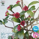 【P2倍★マラソン期間中】沈丁花(ジンチョウゲ)【庭木 6号鉢/1個売り】三大香木 Daphne odora ジンチョウゲ科 ジンチョウゲ属 ガーデニング