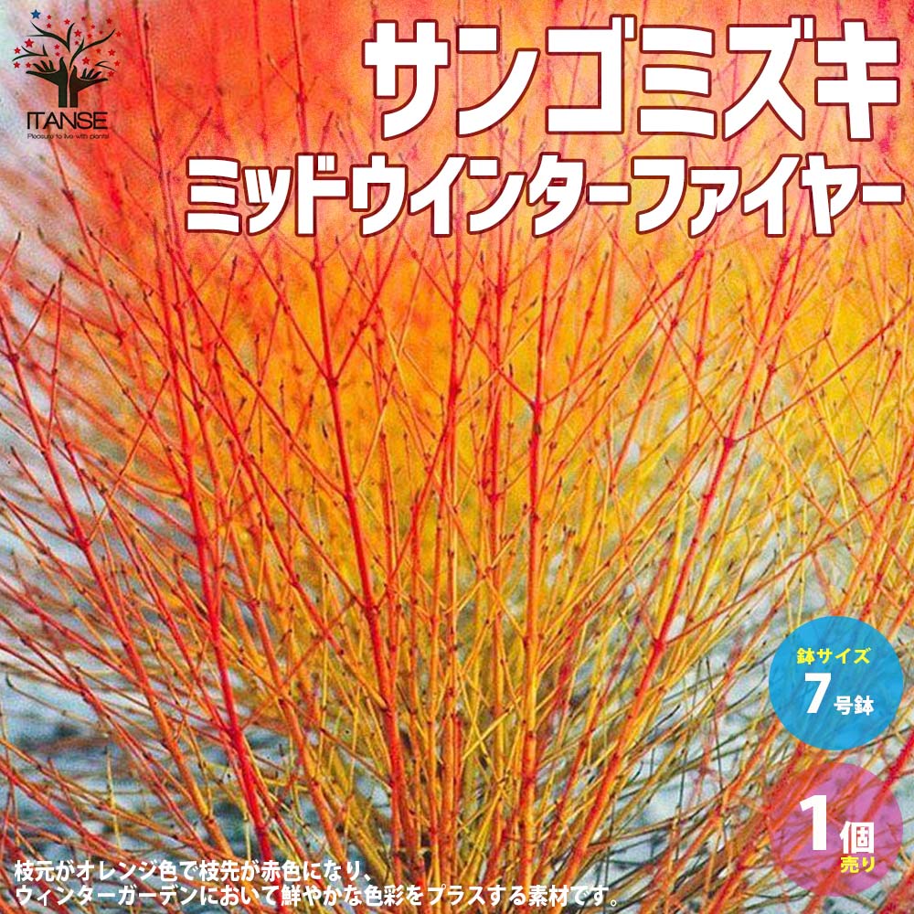 【送料無料】サンゴミズキ ミッドウインターファイヤー【庭木 7号ポット／1個売り】珊瑚紅葉(サンゴモミジ) コルヌス・サンギネア 紅水木(ベニミズキ) ガーデニング