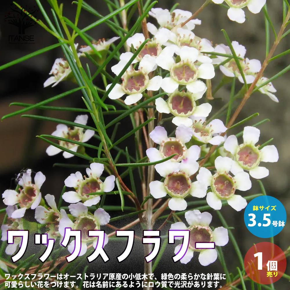 【送料無料】ワックスフラワー【花苗 花木3.5号ポット／1個売り】カメラウキウム ウンキナツム ジェラルトン ワックスフラワー カラーリーフ 苗木 花木 庭木のサムネイル