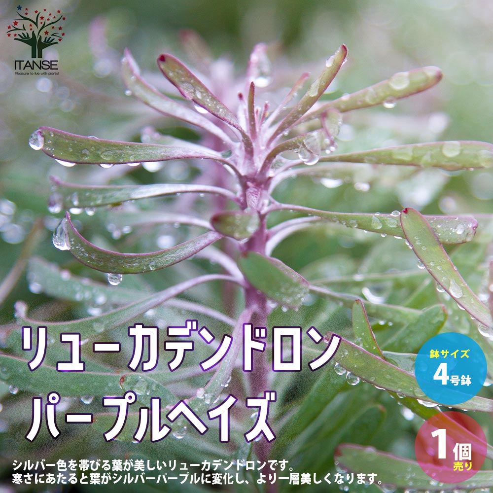 【エントリーでP10倍】リューカデンドロン・パープルヘイズ 【庭木 4号ポット／1個売り】銀葉樹 ギンヨージュ ヤマモガシ 園芸品種 カラーリーフ 寄せ植え 庭園菜園 ギフト プレゼント 贈り物のサムネイル