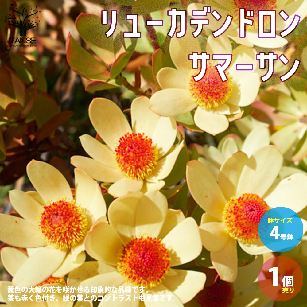【エントリーでP5倍】リューカデンドロン・サマーサン 【庭木 4号ポット／1個売り】銀葉樹 ギンヨージュ ヤマモガシ 園芸品種 カラーリーフ 寄せ植え 庭園菜園 ギフト プレゼント 贈り物のサムネイル