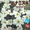 【P2倍★マラソン期間中】ハナミズキ・クラウドナイン【庭木 6号鉢/1個売り】花水木 アメリカハナミズキ アメリカヤマボウシ はなみずき 花壇 栽培