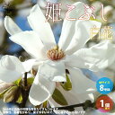 【P2倍★マラソン期間中】姫コブシ 白花【庭木 8号鉢/1個売り】シデコブシ 幣辛夷 四手拳 姫辛夷 StarMagnolia モクレン