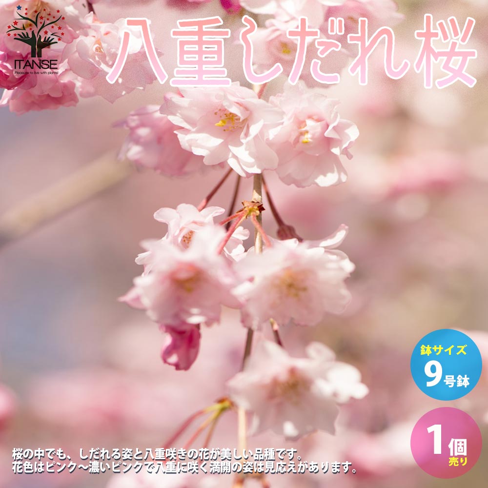 ̵ȬŤ 9ȭġ1ۤ   cherry blossom Cerasus spachiana ʼ ܥĥ꡼