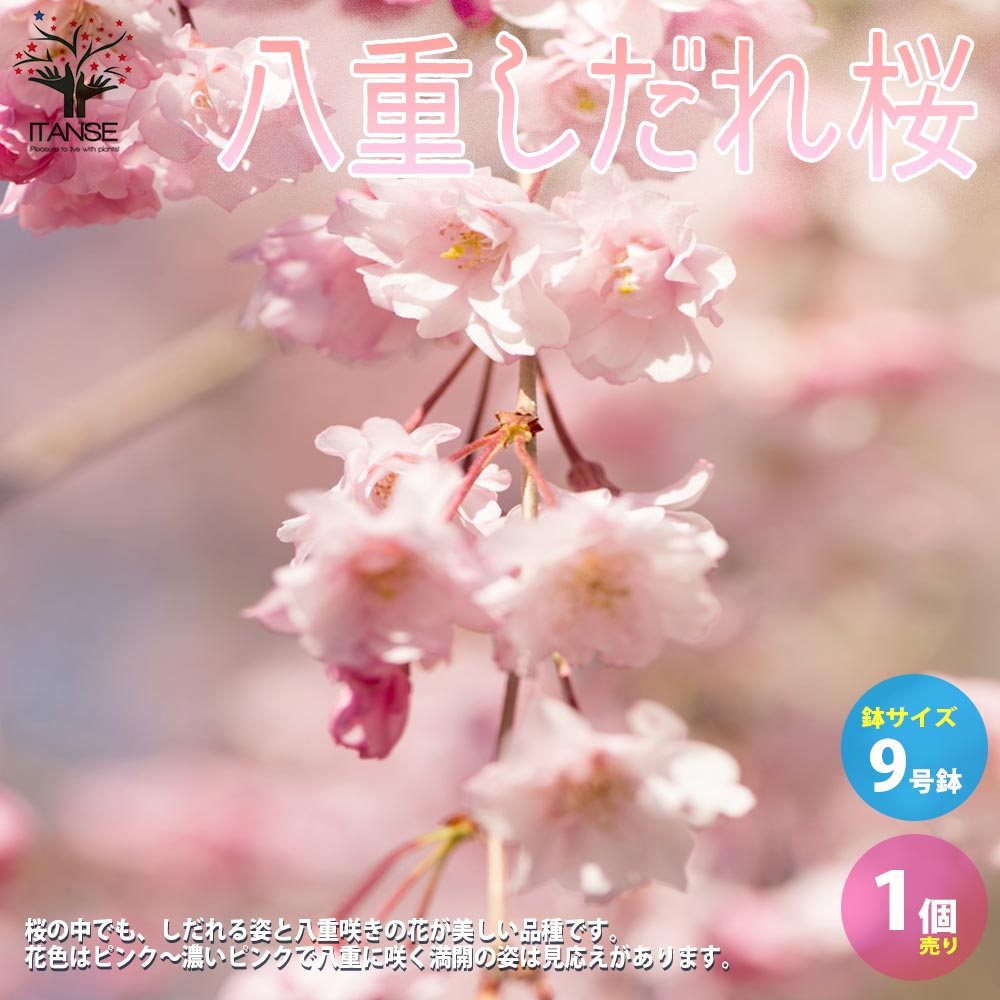 【送料無料】八重しだれ桜【庭木 9号鉢大苗／1個売り】しだれ桜 サクラ さくら cherry blossom Cerasus spachiana 園芸品種 シンボルツリー