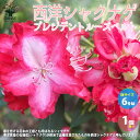 【P2倍★マラソン期間中】西洋シャクナゲ(石楠花) 品種:プレジデントルーズベルト【庭木 6号鉢 /1個売り】ロードデンドロン Rhododendron 園芸品...