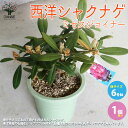 【P2倍★マラソン期間中】西洋シャクナゲ(石楠花) 品種:ミセスジョイナー【庭木 6号鉢 /1個売り】ロードデンドロン Rhododendron 園芸品種 ガー...
