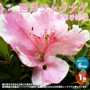 【P2倍★マラソン期間中】西洋シャクナゲ(石楠花) 品種:曙(あけぼの)【庭木 6号鉢 /1個売り】ロードデンドロン Rhododendron 園芸品種 ガーデ...