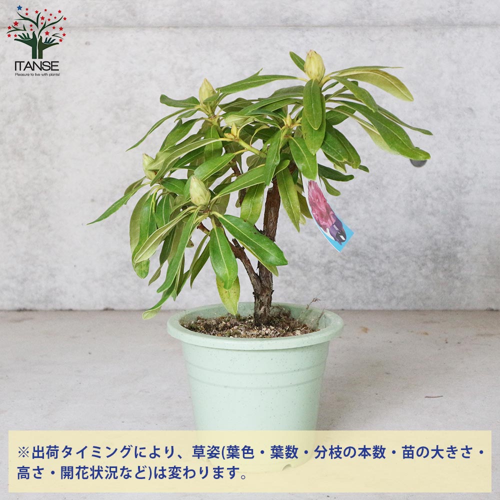 【送料無料】西洋シャクナゲ ( 石楠花 ) 品種：曙 ( あけぼの ) 庭木 6号鉢 1個売り ロードデンドロン Rhododendron 園芸品種 ガーデニング シンボルツリー 鑑賞 送料無料 即納 3