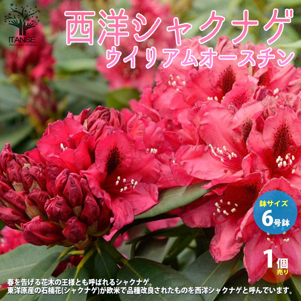 【送料無料】西洋シャクナゲ ( 石楠花 ) 品種：ウイリアムオースチン 庭木 6号鉢 1個売り ロードデンドロン Rhododendron 園芸品種 ガーデニング シンボルツリー 鑑賞 送料無料 即納