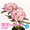 【P2倍★マラソン期間中】西洋シャクナゲ(石楠花) 品種:ぼんぼり【庭木 4.5号鉢 /1個売り】ロードデンドロン Rhododendron 園芸品種 ガーデニ...