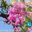 【ポイント2倍★マラソン期間】ハナズオウ 庭木 6号 1個売り Cercis chinensis ハナズオウ 花蘇芳 カラーリーフ 苗木 花木 庭木 送料無料 ...