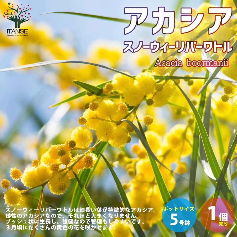 【送料無料】アカシア・スノーウィーリバーワトル 【庭木 5号鉢苗／1個売り】アカシア ミモザ flower トナカイの角 クリスマス 矮性 花 フラワーアレンジメント 花のある暮らし フラワーバレンタイン ミニアレンジメントのサムネイル
