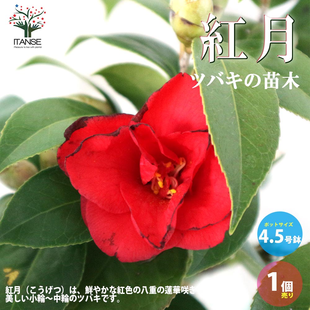 【送料無料】椿 ( ツバキ ) の苗木品種：紅月 ( コウゲツ、クレナイツキ ) 庭木 4.5号鉢 1個売り ツバキ苗 ツバキの苗木 椿苗 椿の苗木 送料無料 即納