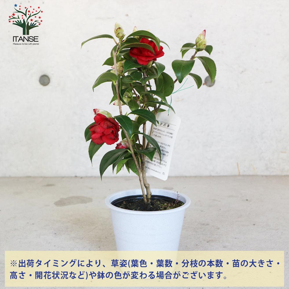【送料無料】椿 ( ツバキ ) の苗木品種：紅月 ( コウゲツ、クレナイツキ ) 庭木 4....