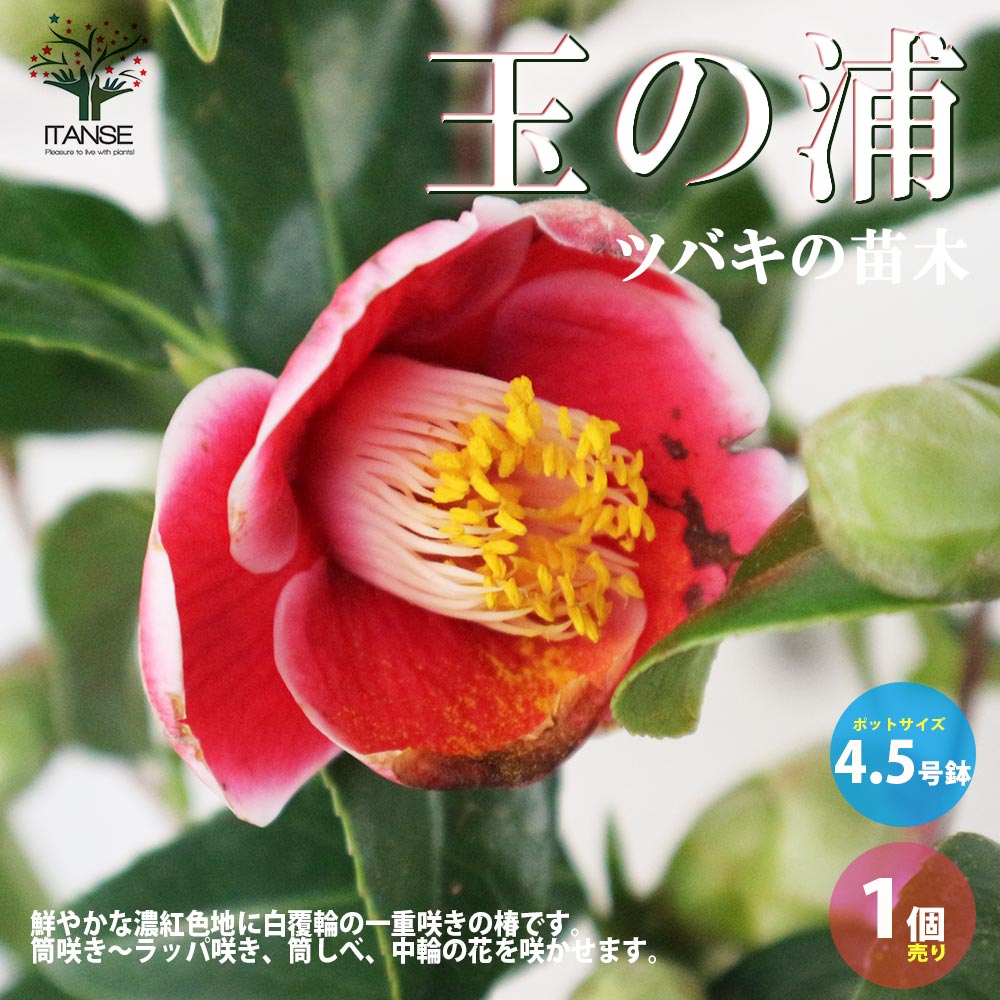 【送料無料】椿 ( ツバキ ) の苗木品種：玉の浦 ( タマノウラ ) 庭木 4.5号鉢 1個売り ツバキ苗 ツバキの苗木 椿苗 椿の苗木 送料無料 即納