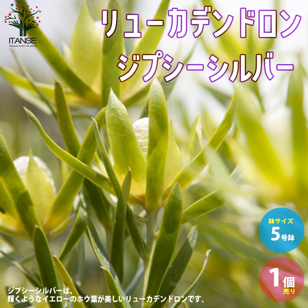 【送料無料】リューカデンドロン・ジプシーシルバー【庭木 5号鉢／1個売り】銀葉樹 ギンヨージュ ヤマモガシ フラワーアレンジメントのサムネイル